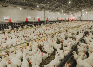 A large chicken farm